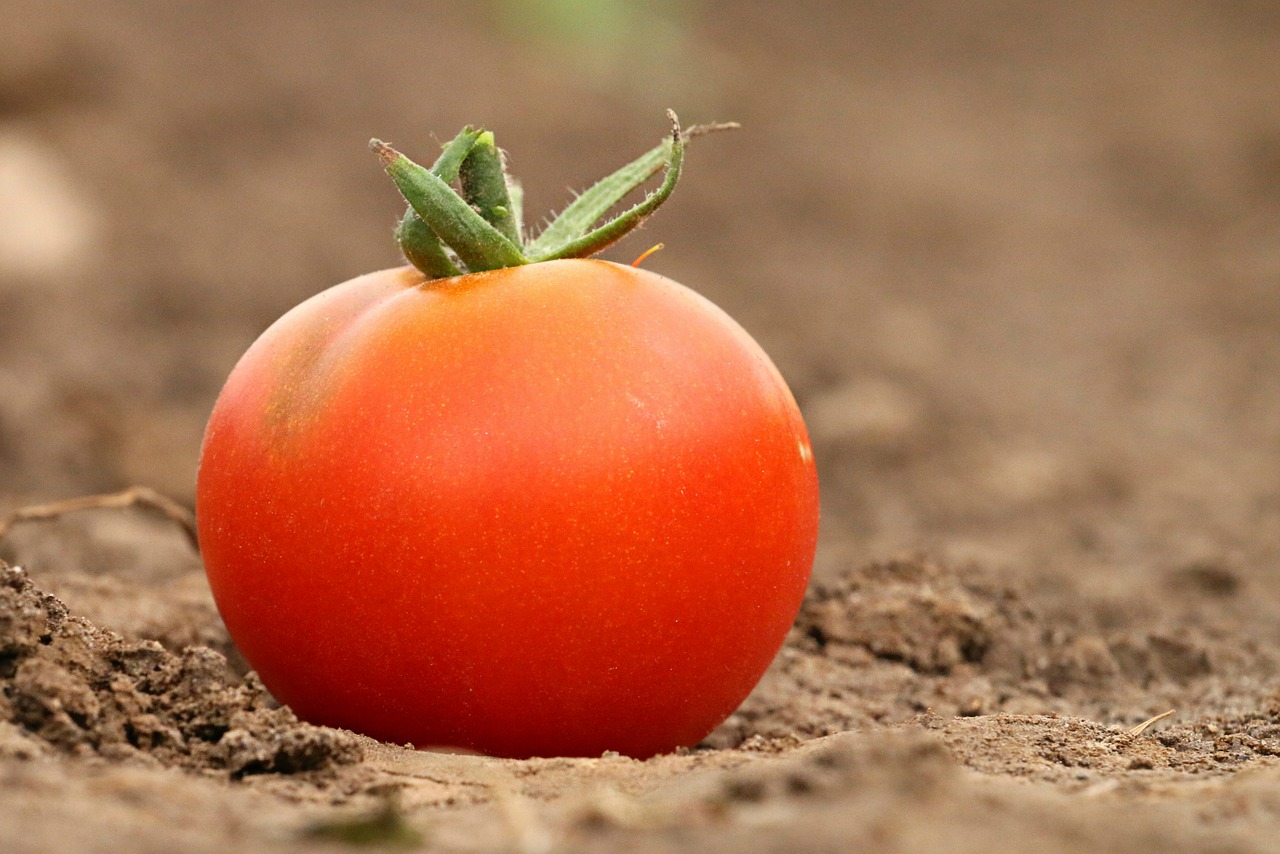 Pomidoras, Raudona, Mityba, Svoris, Mėsos Praradimas, Sveikata, Kodėl, Žemė, Žemė, Daržovių