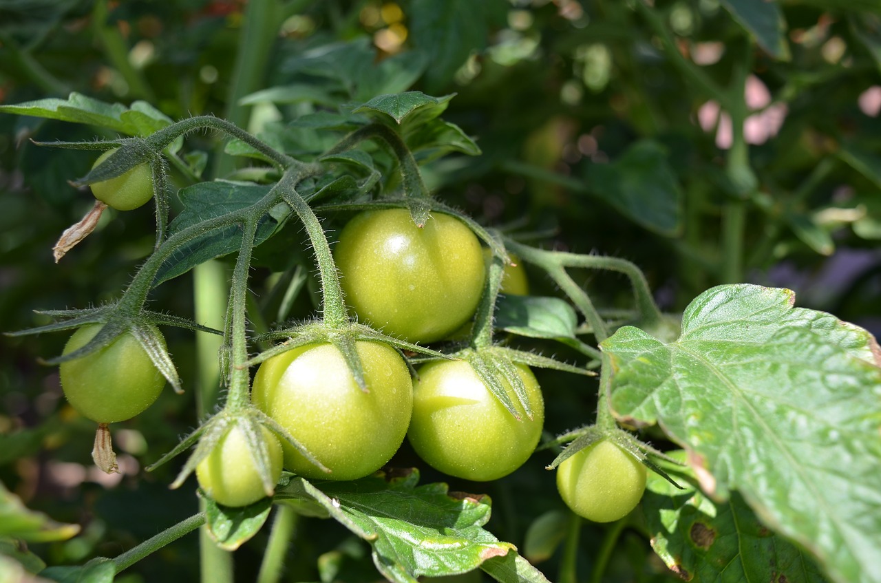 Pomidoras, Vasara, Daržovių, Derlius, Ekologiškas, Žalias, Gamta, Šviežumas, Pagaminti, Sodas