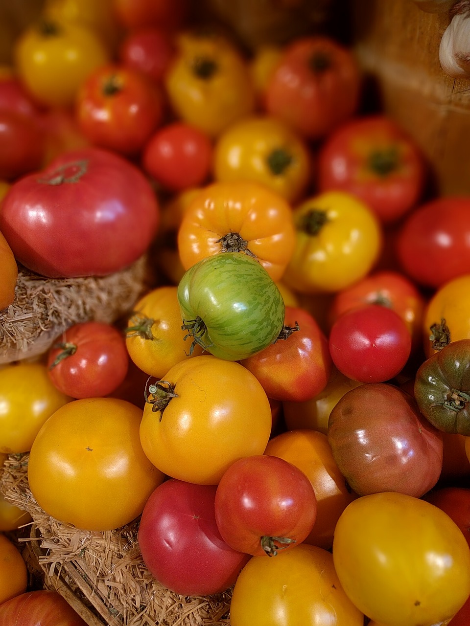 Pomidoras, Daržovių, Šviežias, Natūralus, Žalias, Raudona, Rodyti, Derlius, Palikuonys, Nemokamos Nuotraukos