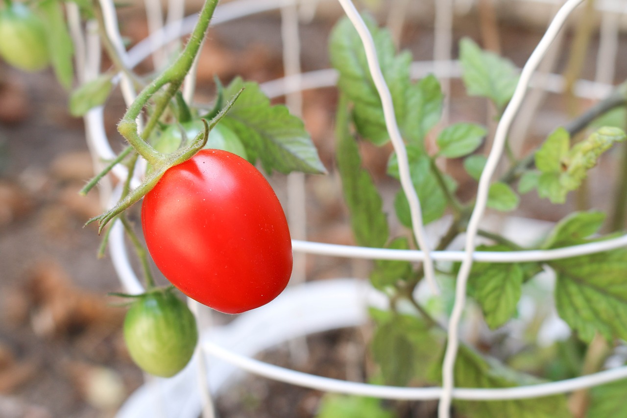 Pomidoras, Augalas, Sodas, Daržovių, Žalias, Žemdirbystė, Ekologiškas, Auga, Gamta, Maistas