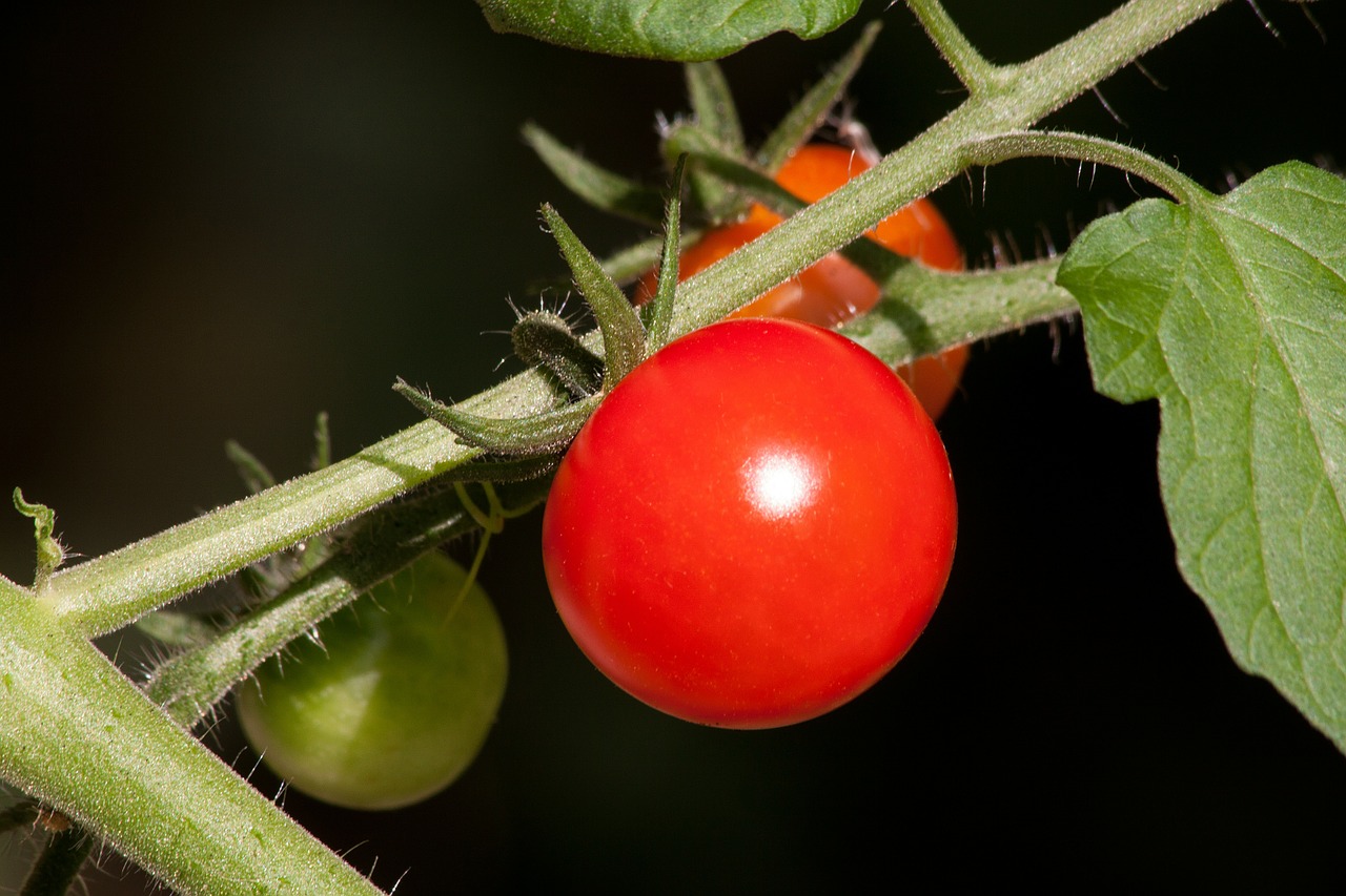 Pomidoras, Solanum Lycopersicum, Paradeisapfel, Užaugę, Nachtschattengewächs, Maistas, Pasėlių, Valgyti, Sferinis, Pomidorų Pomidorai