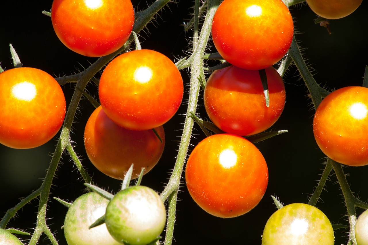 Pomidoras, Solanum Lycopersicum, Paradeisapfel, Užaugę, Nachtschattengewächs, Maistas, Vakarietiški Pomidorai, Brendimas, Prinokę, Nemokamos Nuotraukos