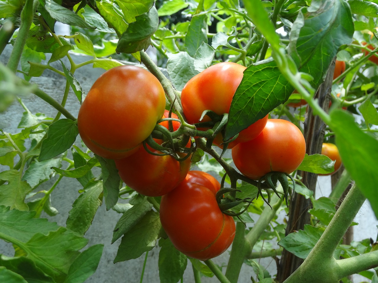 Pomidoras, Pomidorų Augalas, Prinokę Pomidorai, Nemokamos Nuotraukos,  Nemokama Licenzija