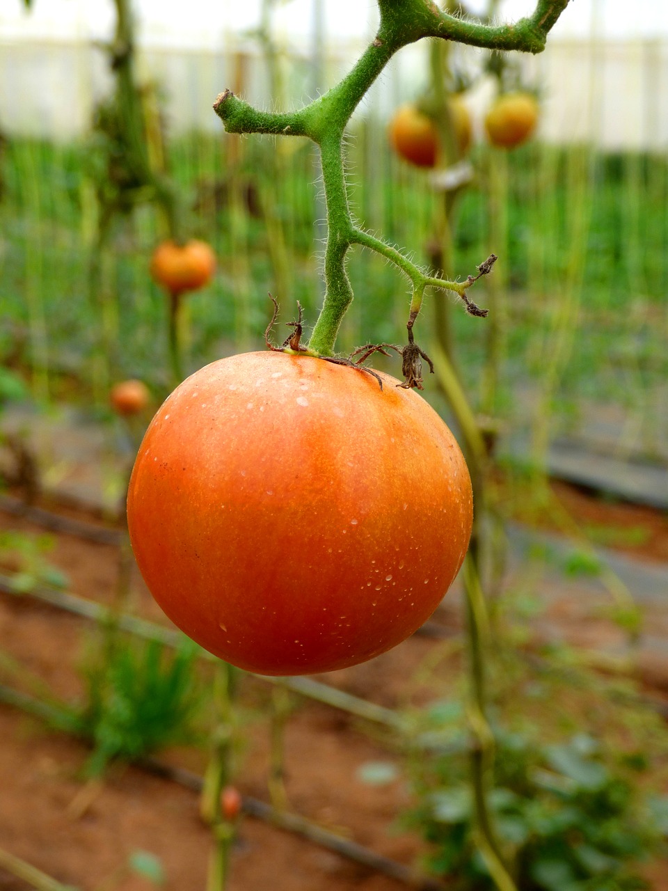 Pomidoras, Ūkis, Maistas, Ekologiškas, Daržovių, Žemdirbystė, Derlius, Sveikas, Šviežias, Natūralus