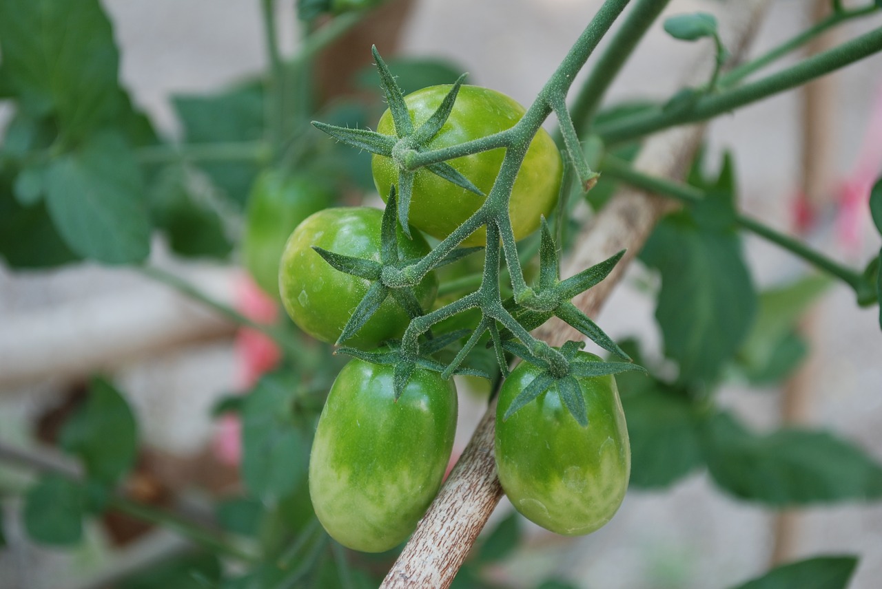 Pomidoras, Daržovių, Virtuves Sodas, Maistas, Vitaminas, Švarūs Indai, Žalias, Nemokamos Nuotraukos,  Nemokama Licenzija