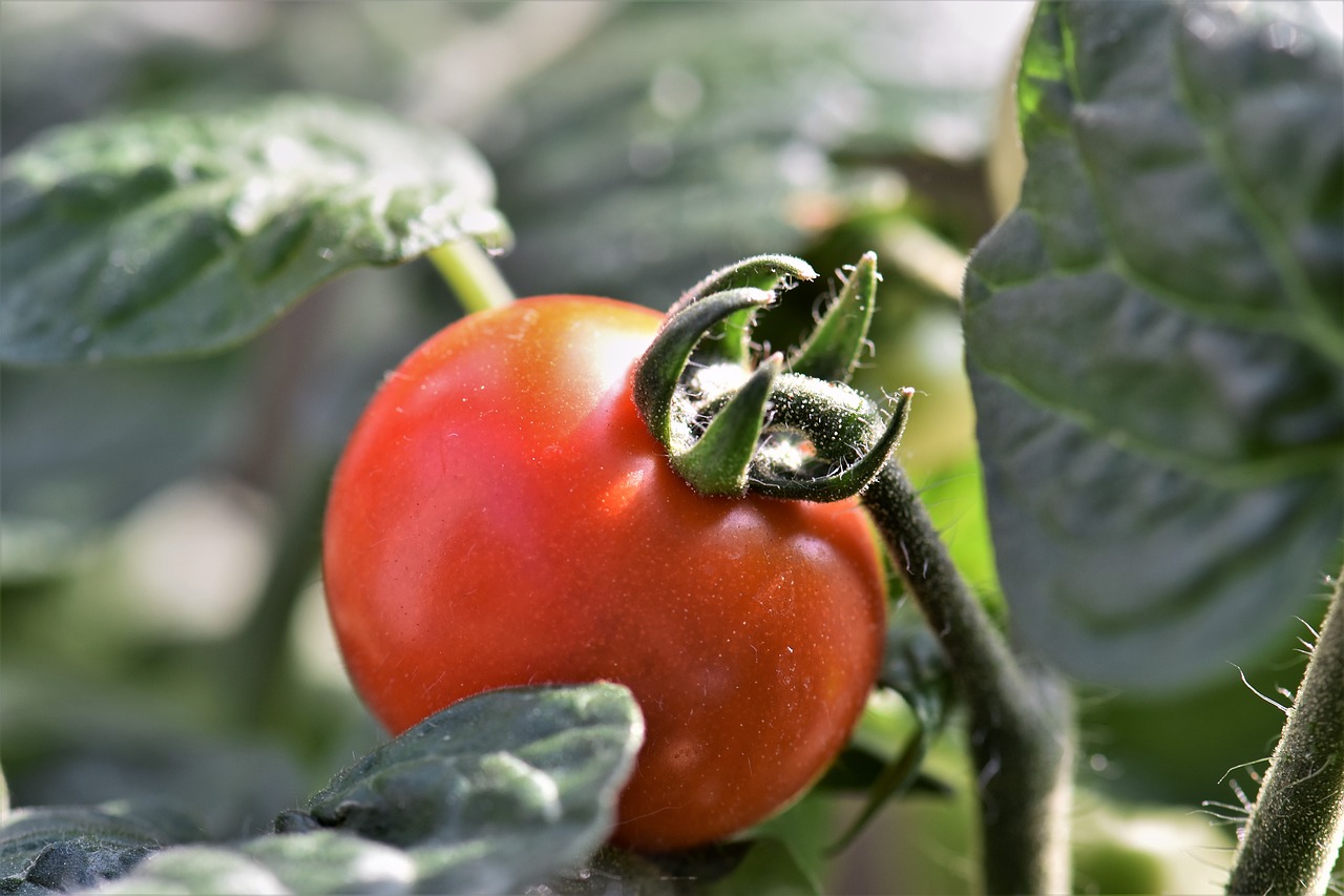 Pomidoras, Vyšnių Pomidorai, Raudona, Skanus, Maistas, Valgyti, Daržovės, Salotos, Augalas, Frisch