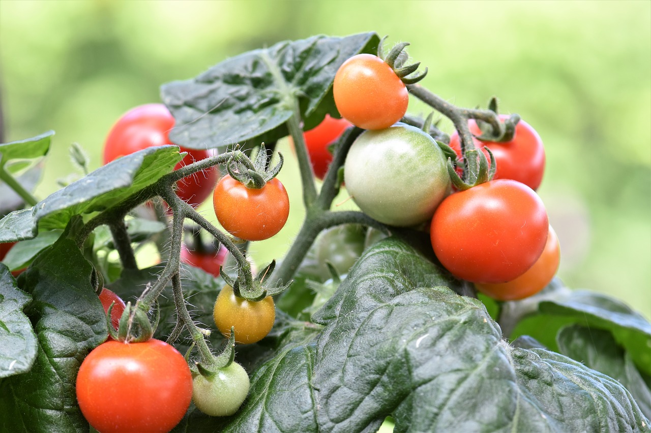 Pomidoras, Raudona, Vyšnių Pomidorai, Daržovės, Maistas, Sveikas, Frisch, Virtuvė, Viduržemio Jūros, Raudona Žalia