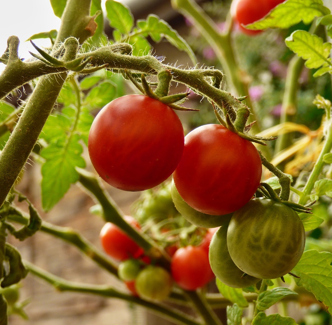 Pomidoras, Daržovės, Auginimas, Raudona, Bio, Kojinės, Namai, Nemokamos Nuotraukos,  Nemokama Licenzija