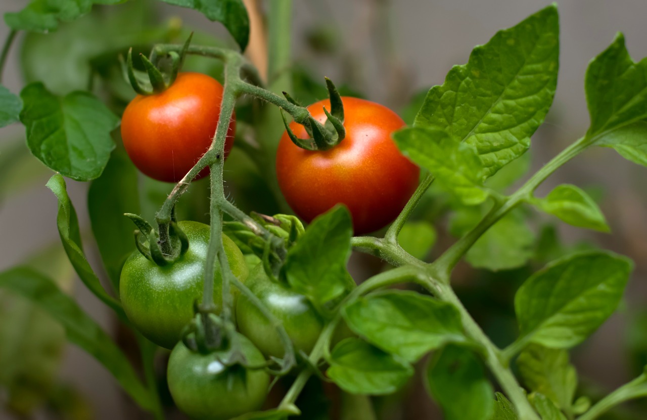 Pomidoras, Pasėliai, Vaisiai, Raudona, Šviežias, Maistas, Lapai, Žalias, Gamta, Augalas