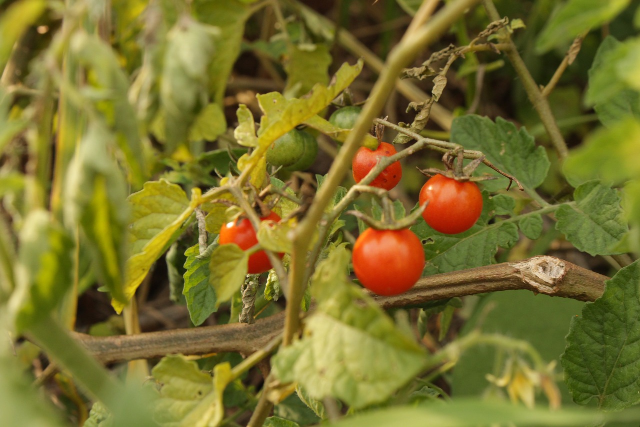 Pomidoras, Laukas, Ekologiškas, Maistas, Plantacija, Ūkis, Natūralus, Dirvožemis, Daržovių, Kultivuoti