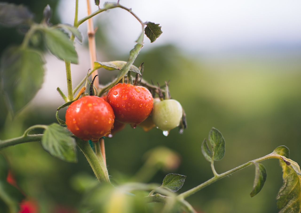 Pomidoras, Raudona, Augmenija, Augalas, Šviežias, Žaliavinis, Vitaminas, Ūkis, Laukas, Lietaus Lašai