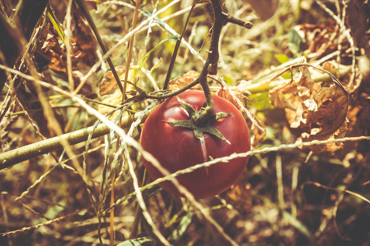Pomidoras, Raudona, Augmenija, Augalas, Šviežias, Žaliavinis, Vitaminas, Ūkis, Laukas, Sausas
