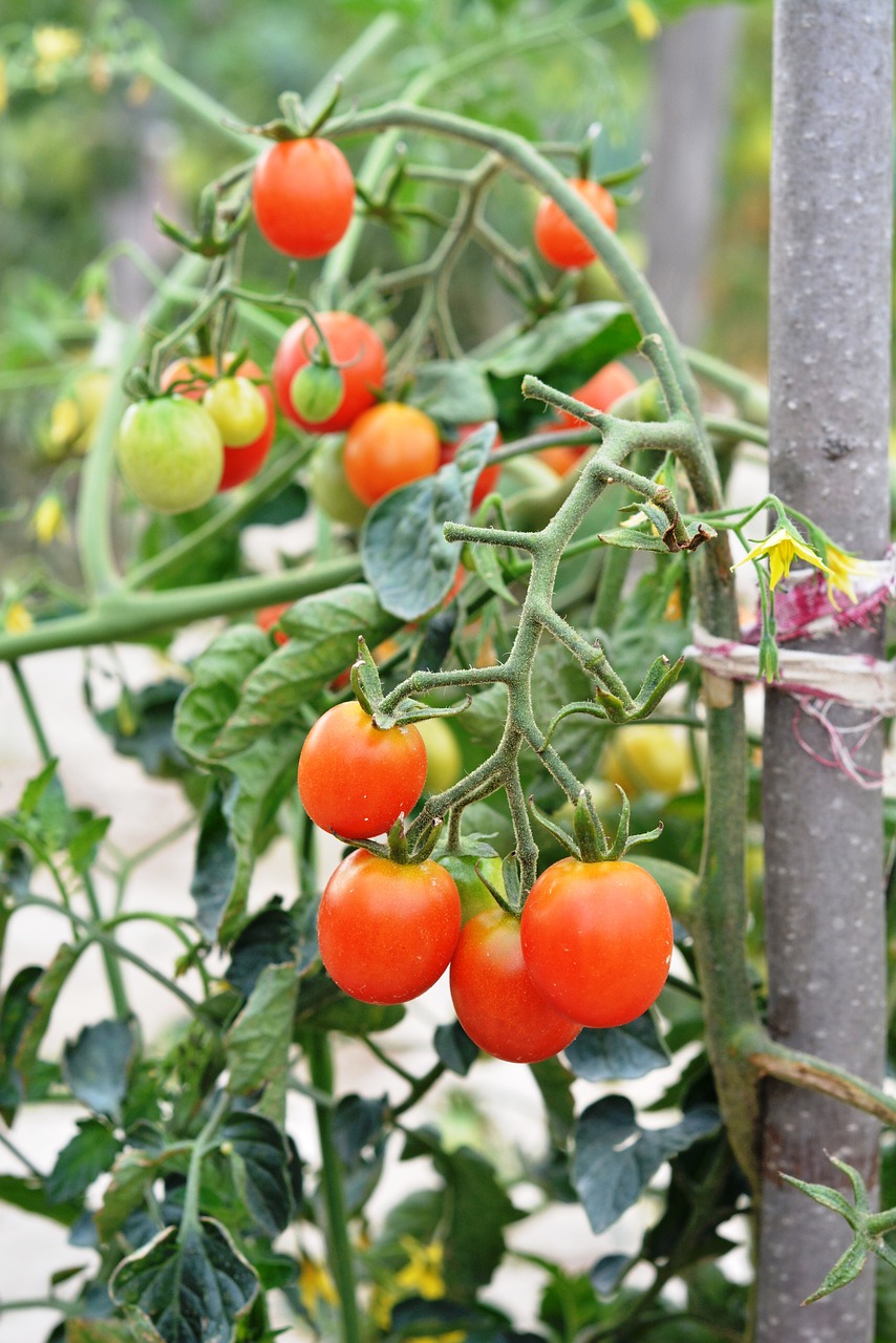 Pomidoras, Pomidorai, Vyšniniai Pomidorai, Daržovės, Valgymas, Daržovių, Augalas, Raudona, Pomidoras Raudonas, Krūmas