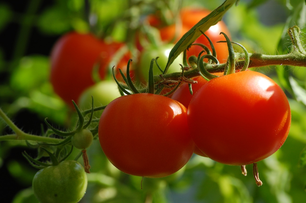 Pomidoras, Augalas, Maistas, Daržovės, Daržovių Auginimas, Sodas, Užpildas, Panicle, Sveikas, Daržovių Sodas