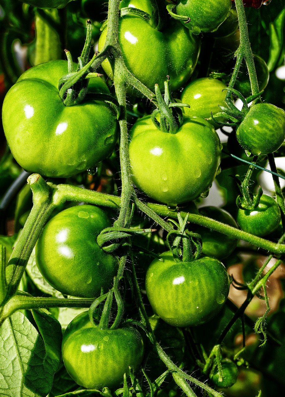 Pomidoras, Panicle, Kepti Žali Pomidorai, Šiltnamyje, Pomidorų Augalas, Sodas, Užaugę, Solanum Lycopersicum, Xitomatl, Nachtschattengewächs