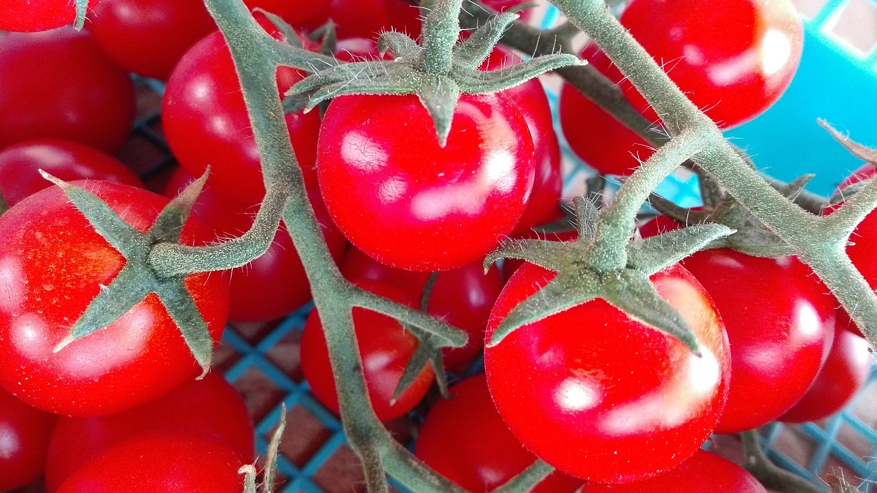 Pomidoras, Laukas, Gamta, Nemokamos Nuotraukos,  Nemokama Licenzija