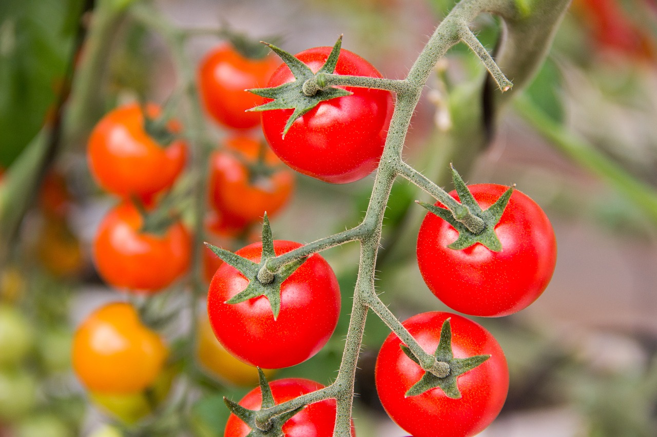 Pomidoras, Daržovės, Ingredientas, Virtuvė, Raudona, Salotos, Maistas, Sveikas, Horta, Maitinimas