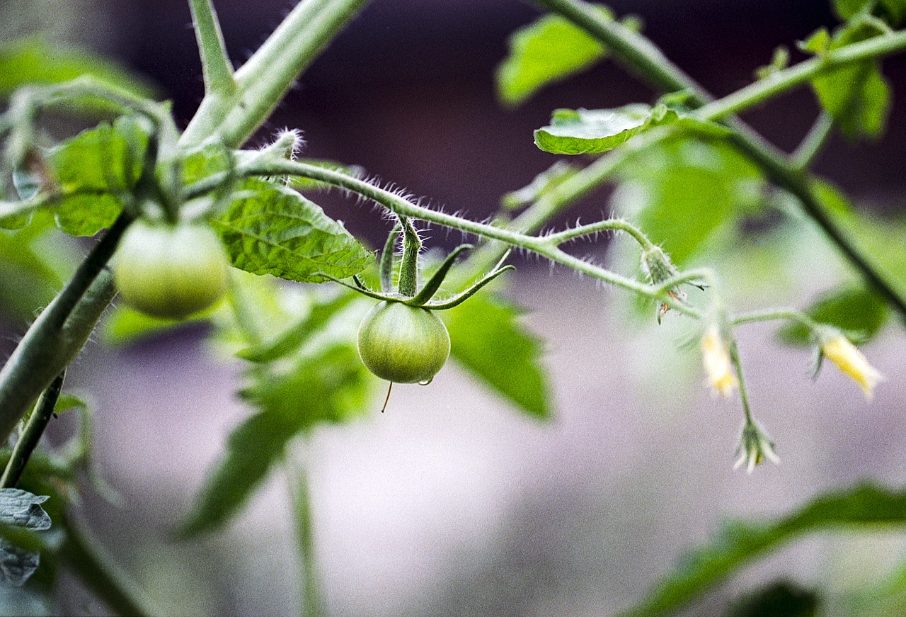 Pomidoras, Gėlė, Žalias, Maistas, Daržovių, Gamta, Vegetariškas, Augalas, Šviežias, Sveikas