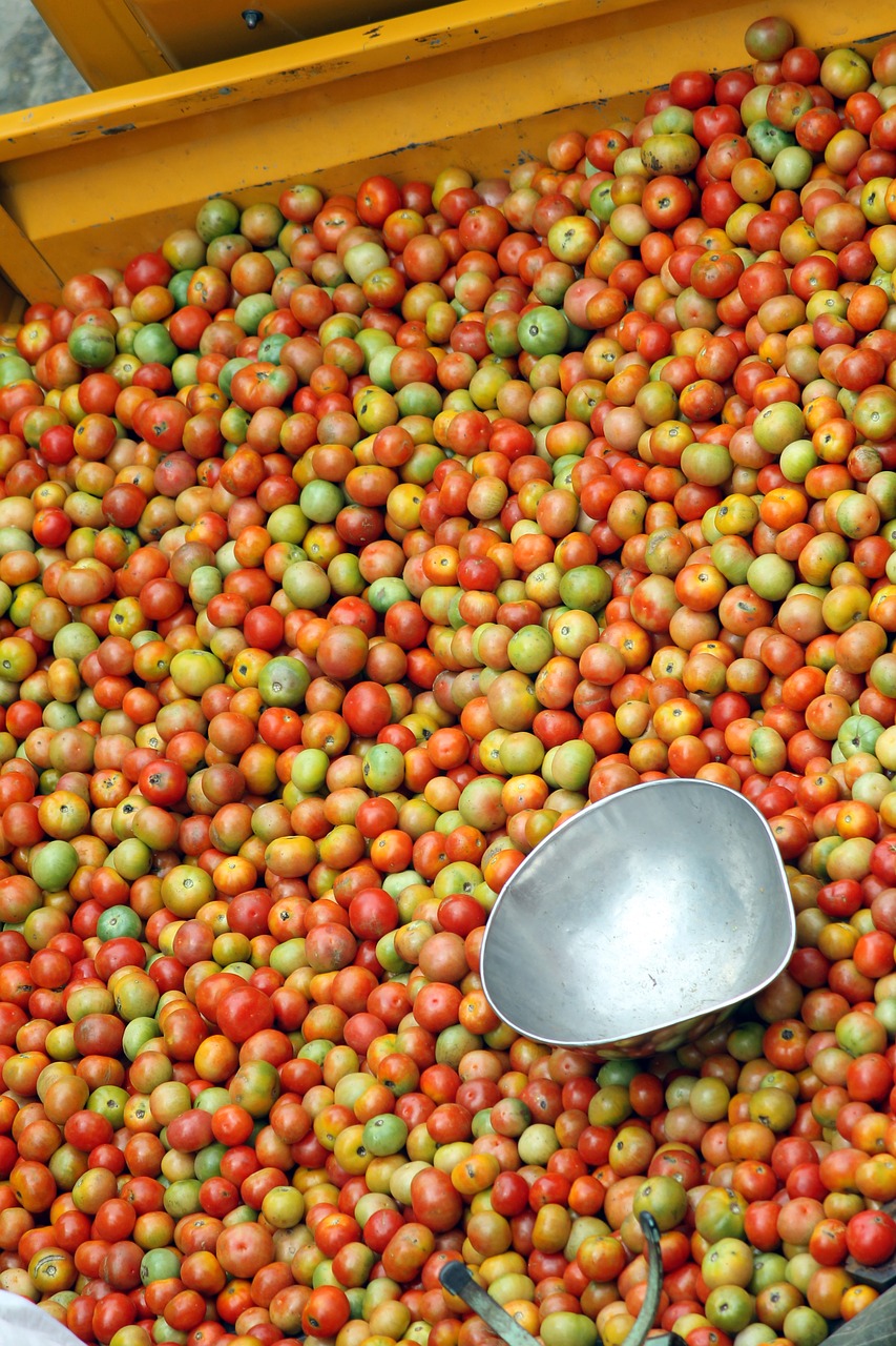 Pomidoras, Bangaloretomato, Natitomato, Nemokamos Nuotraukos,  Nemokama Licenzija