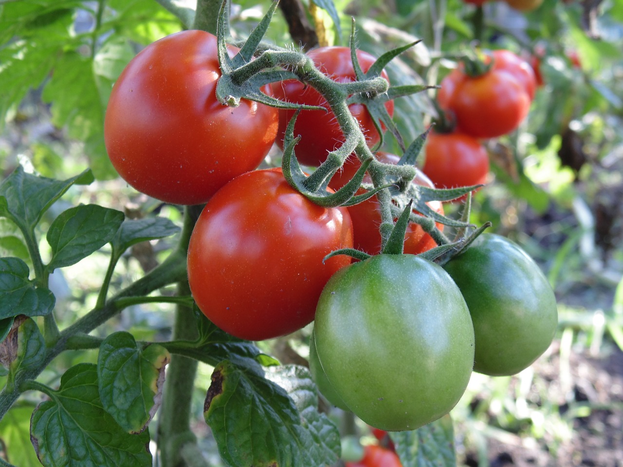 Pomidoras, Derlius, Šepetys, Daržovės, Vyšnia, Raudona, Kodėl, Vyšniniai Pomidorai, Makro, Dacha
