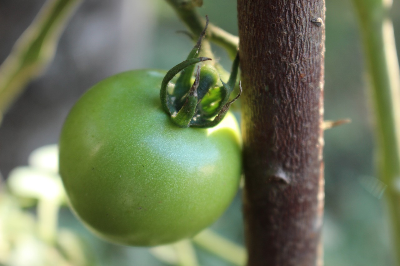 Pomidorų,  Žalias,  Pobūdį,  Vaisiai, Nemokamos Nuotraukos,  Nemokama Licenzija