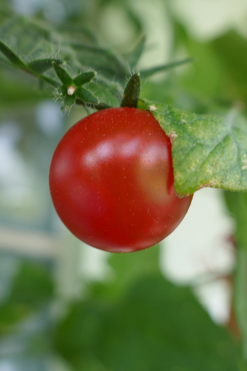 Pomidorų,  Daržovės, Nemokamos Nuotraukos,  Nemokama Licenzija