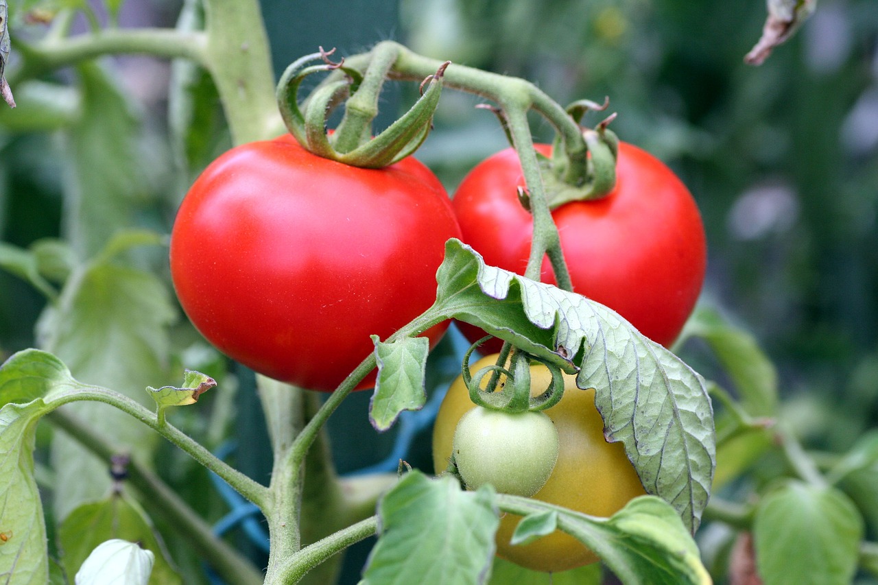 Pomidorų,  Vaisių,  Išlaidos,  Raudona,  Vitaminai,  Maisto,  Vegetarų,  Pobūdį,  Salotos,  Derlius