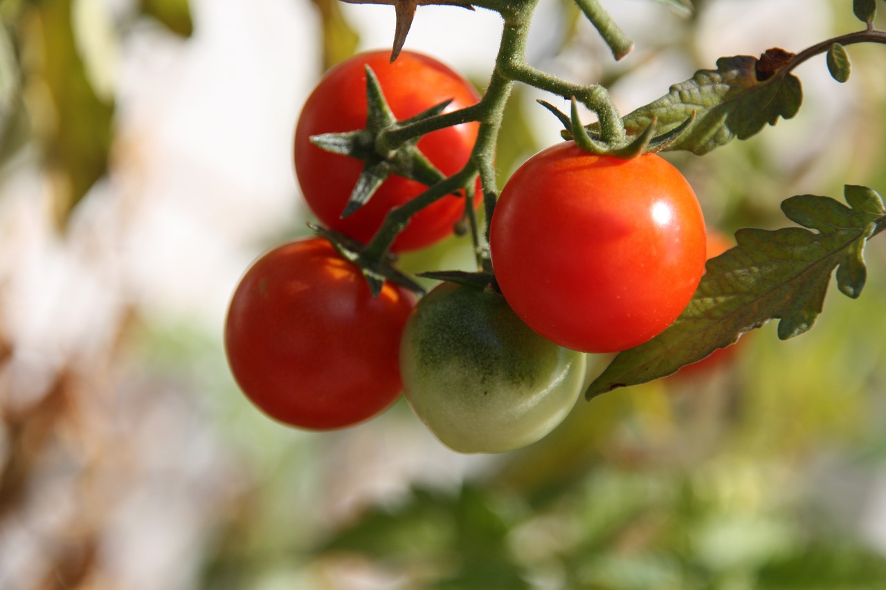 Pomidorų,  Pomidorai,  Pačių Pomidorai,  Miesto Sodininkystė,  Organiniai Pomidorai, Nemokamos Nuotraukos,  Nemokama Licenzija