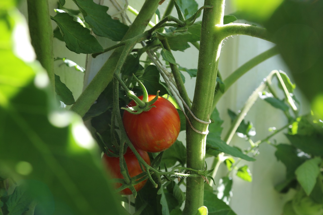 Pomidorų,  Pomidorų Augalų,  Raudonas, Nemokamos Nuotraukos,  Nemokama Licenzija