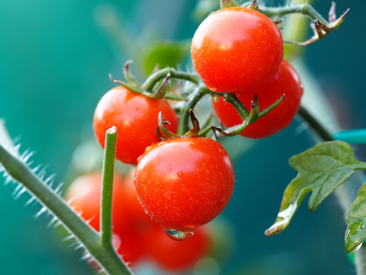 Pomidorų,  Raudona,  Daržovės,  Maisto,  Šviežias,  Sveiki,  Prinokę,  Bio,  Vitaminai,  Salotos