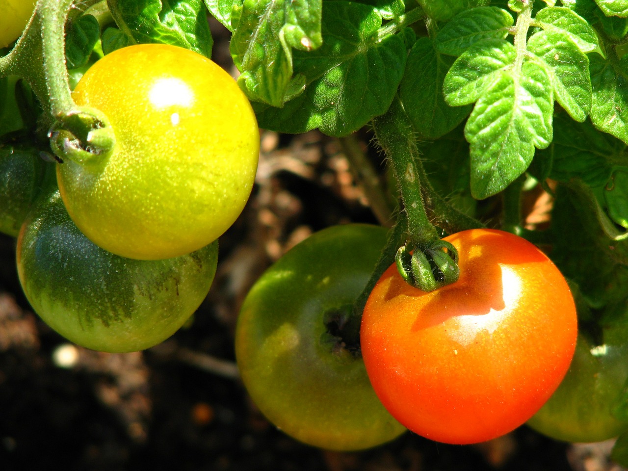 Pomidoras, Nesubrendusio, Prinokę, Raudona, Geltona, Žalias, Daržovės, Krūmo Pomidoras, Skanus, Šviesa