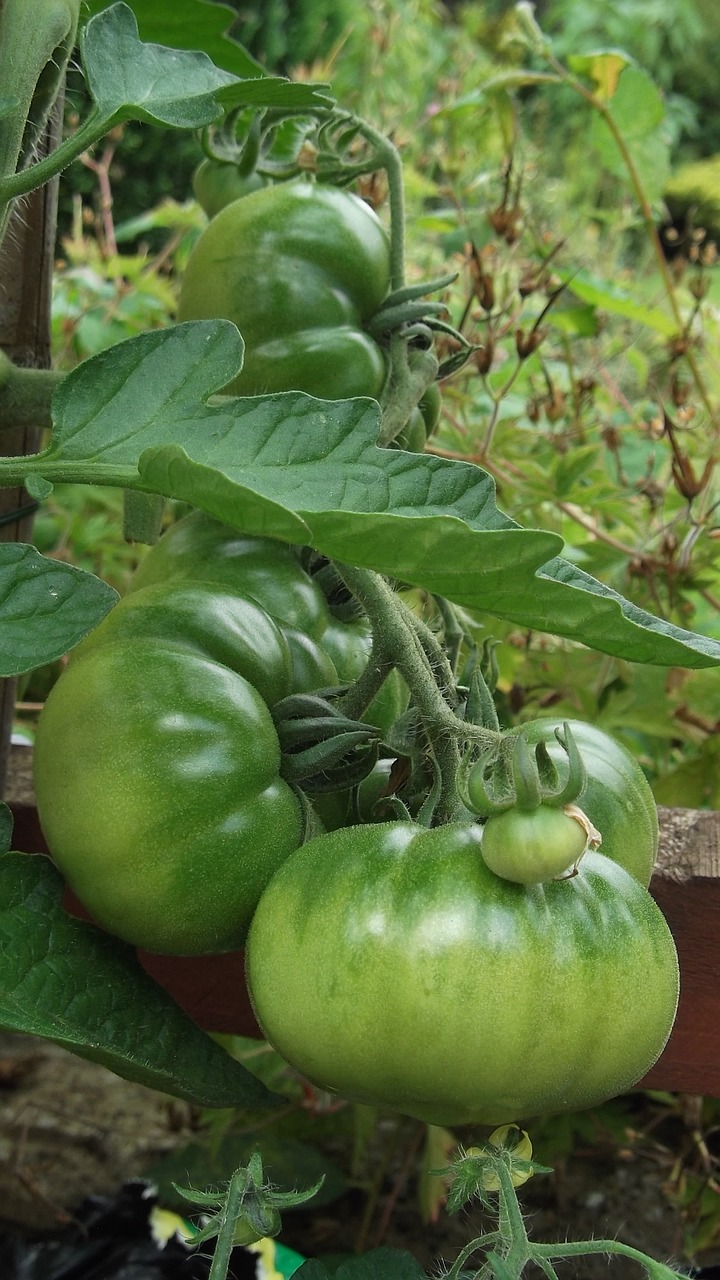Pomidoras, Auga, Daržovių, Ekologiškas, Nemokamos Nuotraukos,  Nemokama Licenzija
