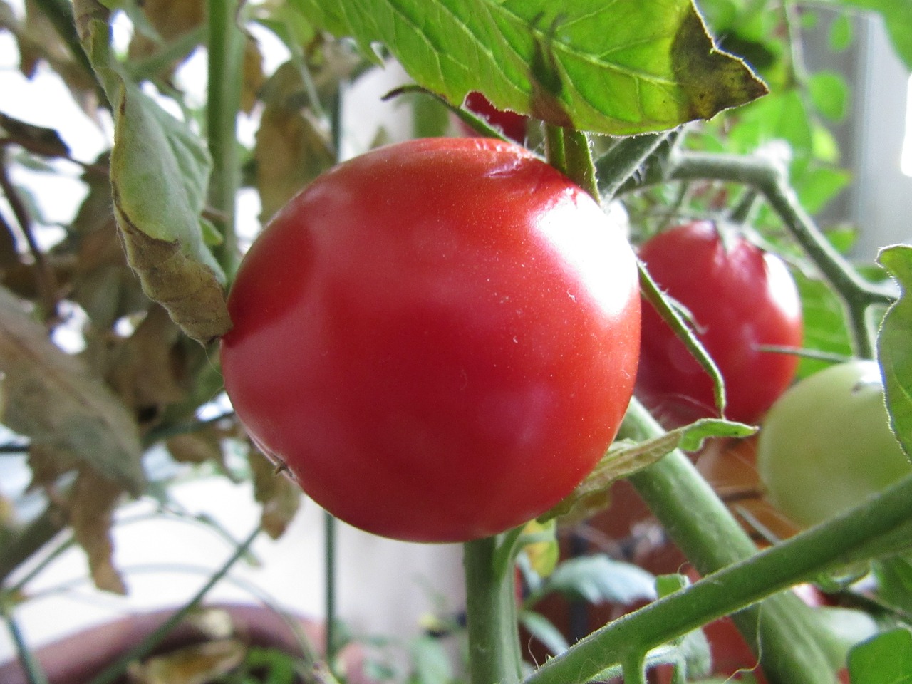 Pomidoras, Sodininkystė, Ekologiškas, Šviežias, Vegetariškas, Pomidorai, Žaliavinis, Sveikata, Prinokę, Maistas