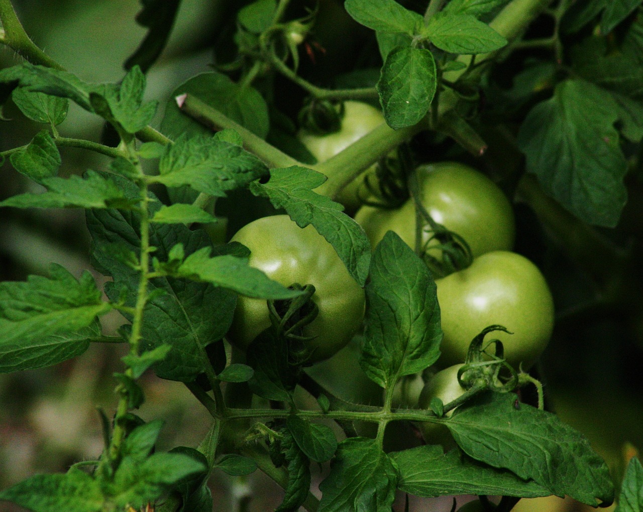 Pomidoras, Žalias, Maistas, Ekologiškas, Nemokamos Nuotraukos,  Nemokama Licenzija