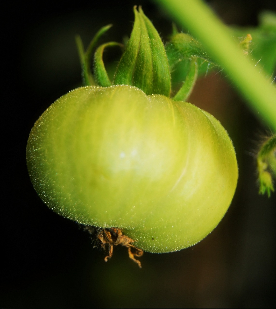 Pomidoras, Žalias, Daržovių, Sodas, Šviežias, Sveikas, Maistas, Vegetariškas, Natūralus, Skanus