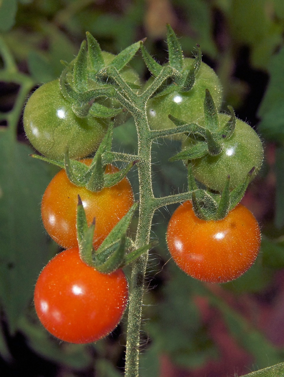 Pomidoras, Raudona, Vyšnia, Maistas, Sveikas, Šviežias, Daržovių, Žalias, Ekologiškas, Vegetariškas