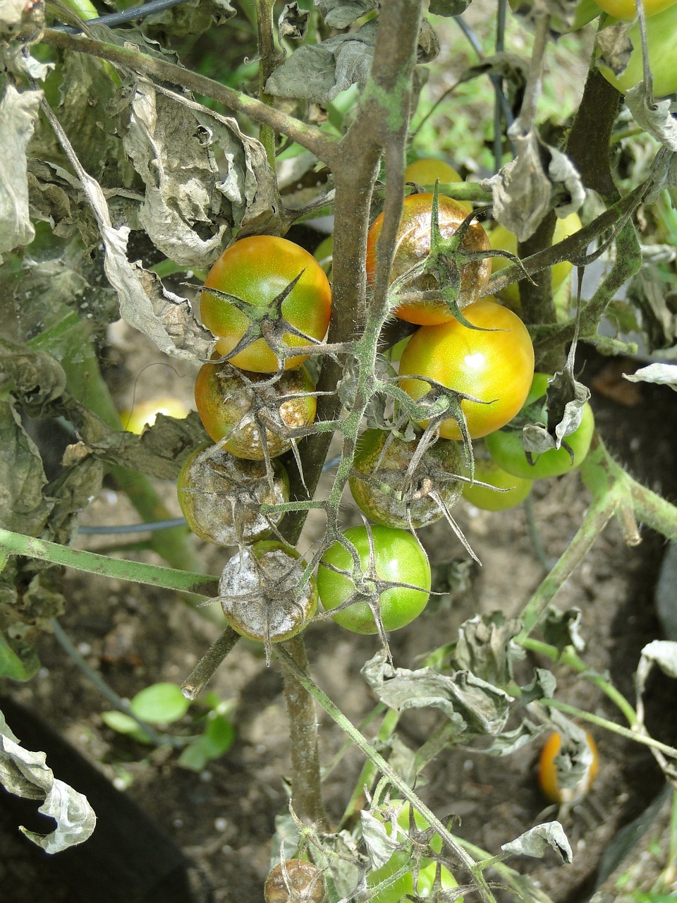 Pomidoras, Purvinas, Liga, Sodas, Vėlyvas Purvas, Pažengusi, Dėmės, Pažeidimai, Mirti, Sugadintas