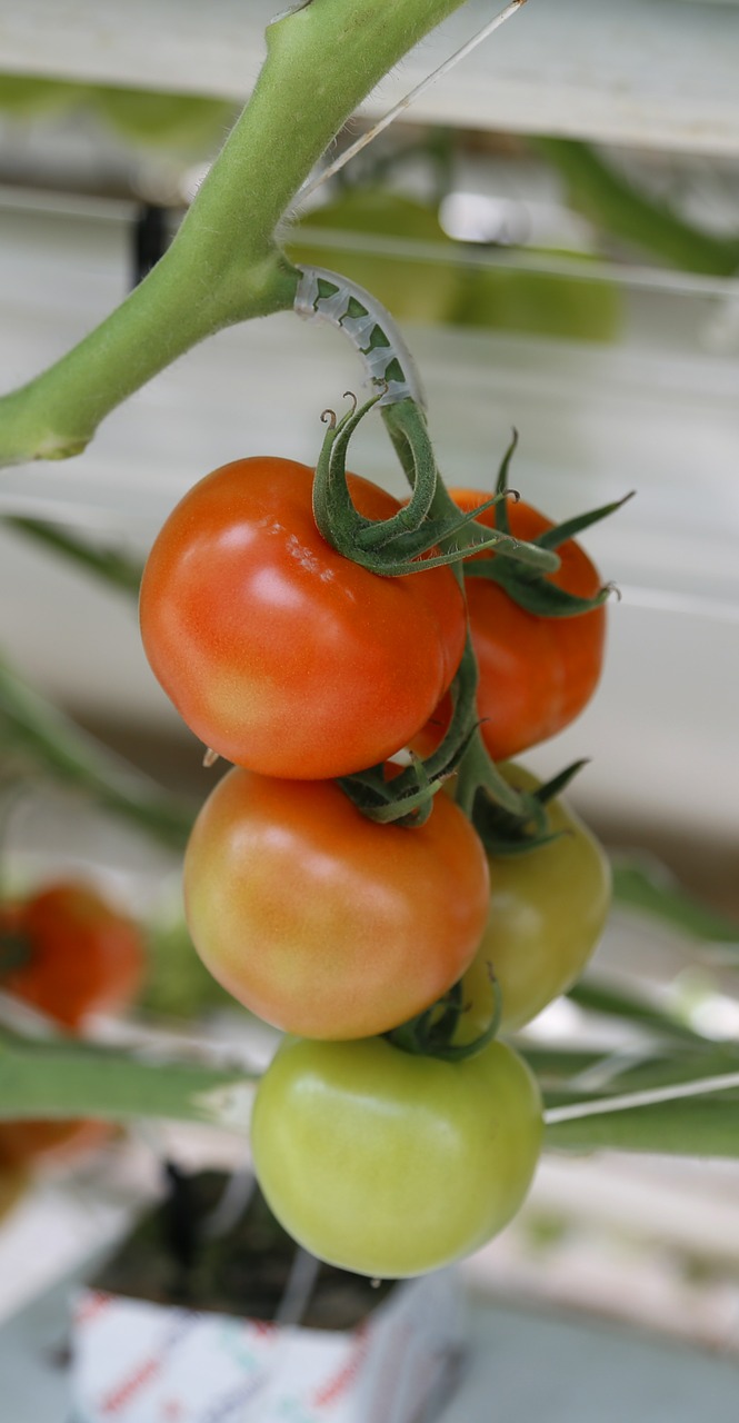 Pomidoras, Vyšnių Pomidorai, Šiltnamyje, Hors-Sol, Nemokamos Nuotraukos,  Nemokama Licenzija