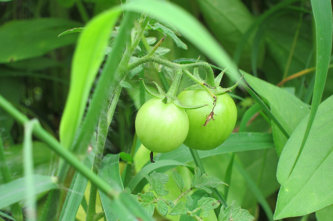 Pomidoras, Augalas, Žalias, Daržovių, Auga, Nemokamos Nuotraukos,  Nemokama Licenzija