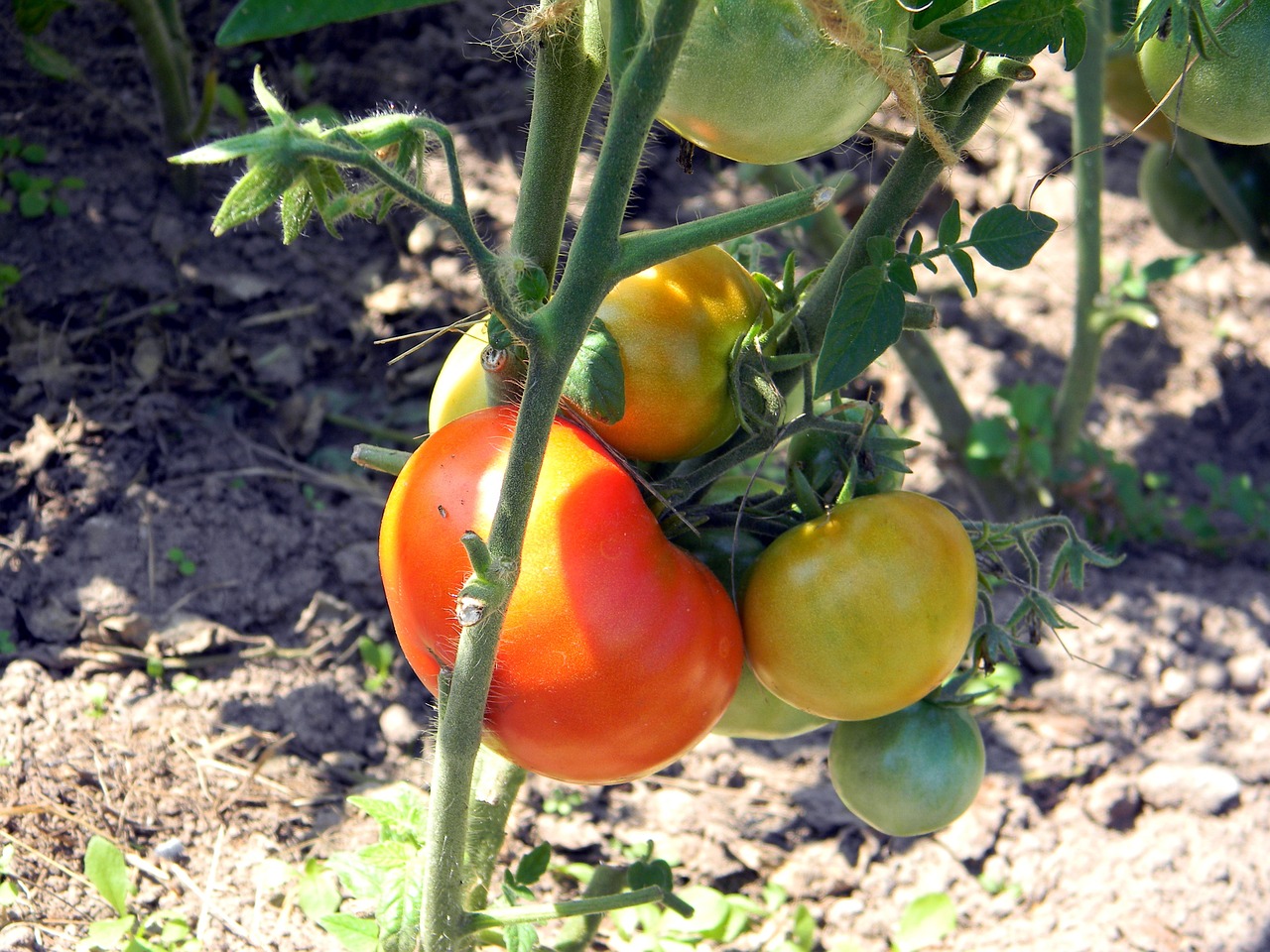 Pomidoras,  Pomidorai,  Kodėl,  Šiltnamyje,  Pomidorai Filiale,  Raudona,  Daržovės,  Vegetariškumas,  Maistas,  Mityba