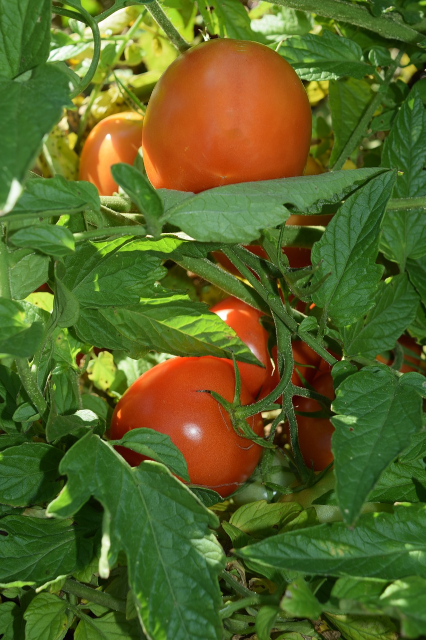 Pomidoras, Raudona, Žalias, Prinokę, Neprinokęs, Daržovių, Maistas, Ekologiškas, Žaliavinis, Pomidorai