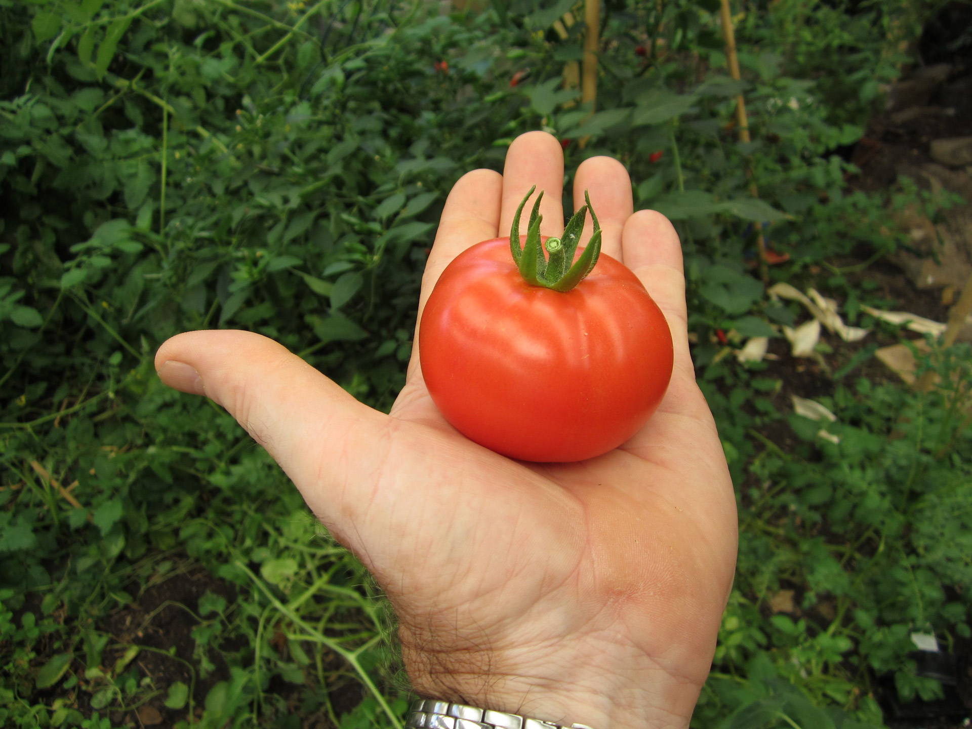 Pomidoras,  Ranka,  Ekologiškas,  Sodas,  Vaisiai,  Daržovių,  Sveikata,  Sveikas,  Sodininkystė,  Pomidorų Ranka