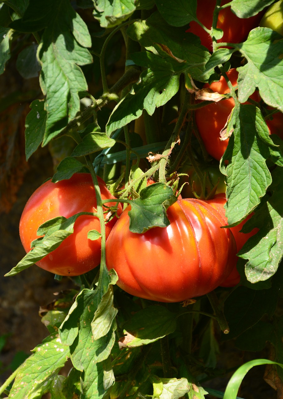 Pomidorų Augalas, Raudona Žalia, Pomidoras, Nemokamos Nuotraukos,  Nemokama Licenzija
