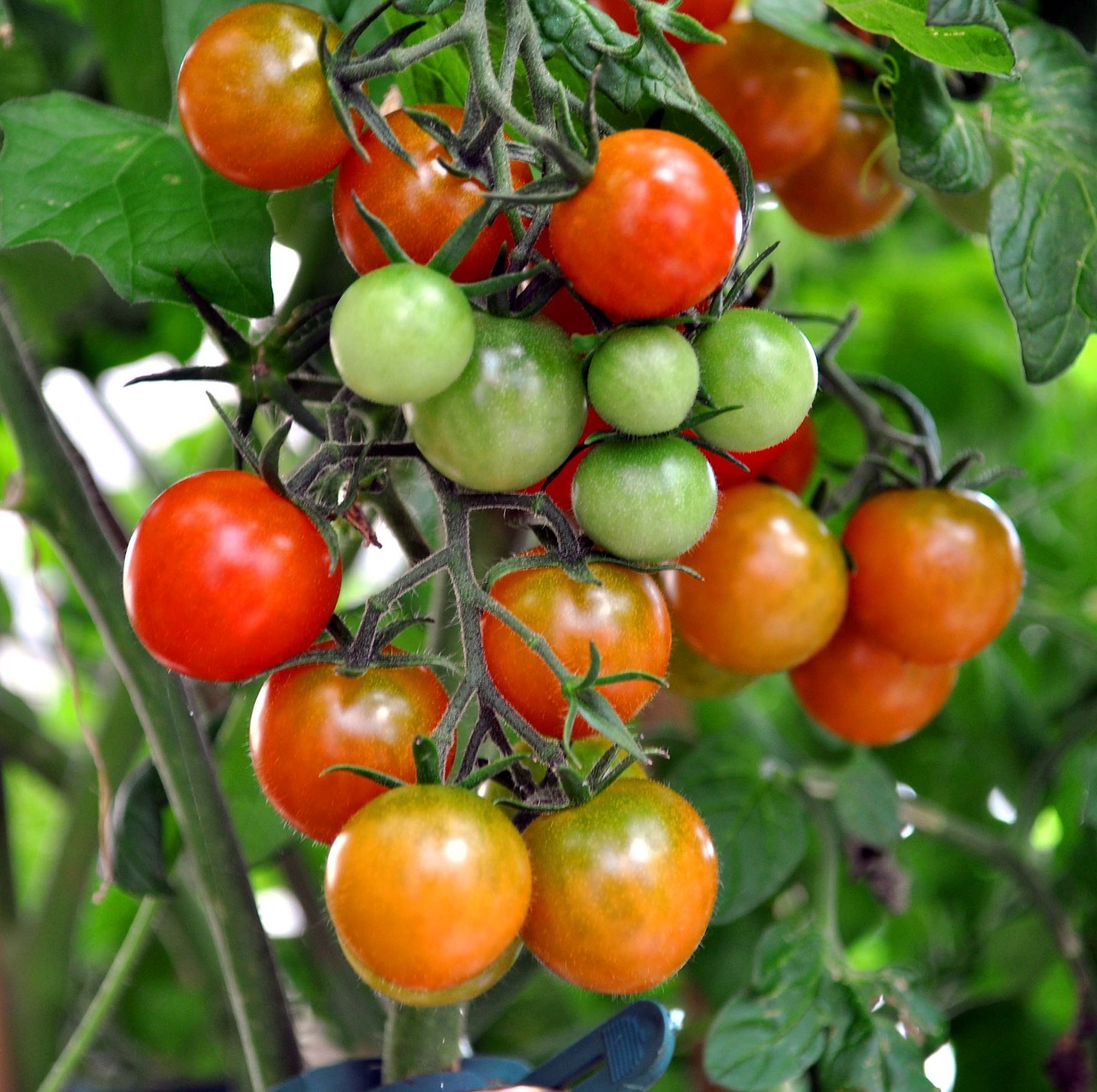 Pomidorų Krūmas, Kokteilkomas, Raudona, Žalias, Daržovės, Nemokamos Nuotraukos,  Nemokama Licenzija
