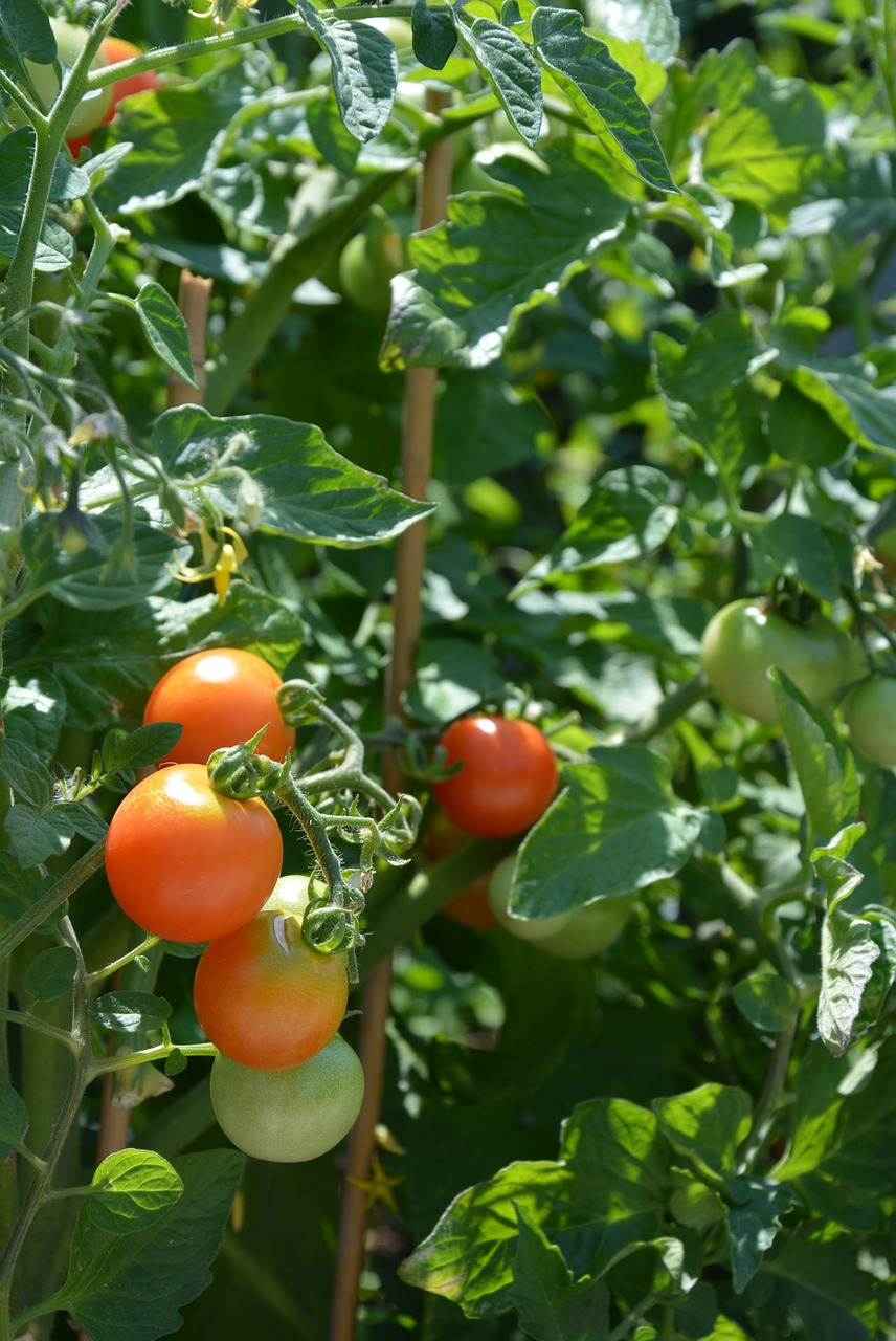 Pomidorai, Augalas, Daržovės, Maistas, Sveikas, Sodas, Valgyti, Raudona, Žalias, Krūmų Pomidorai