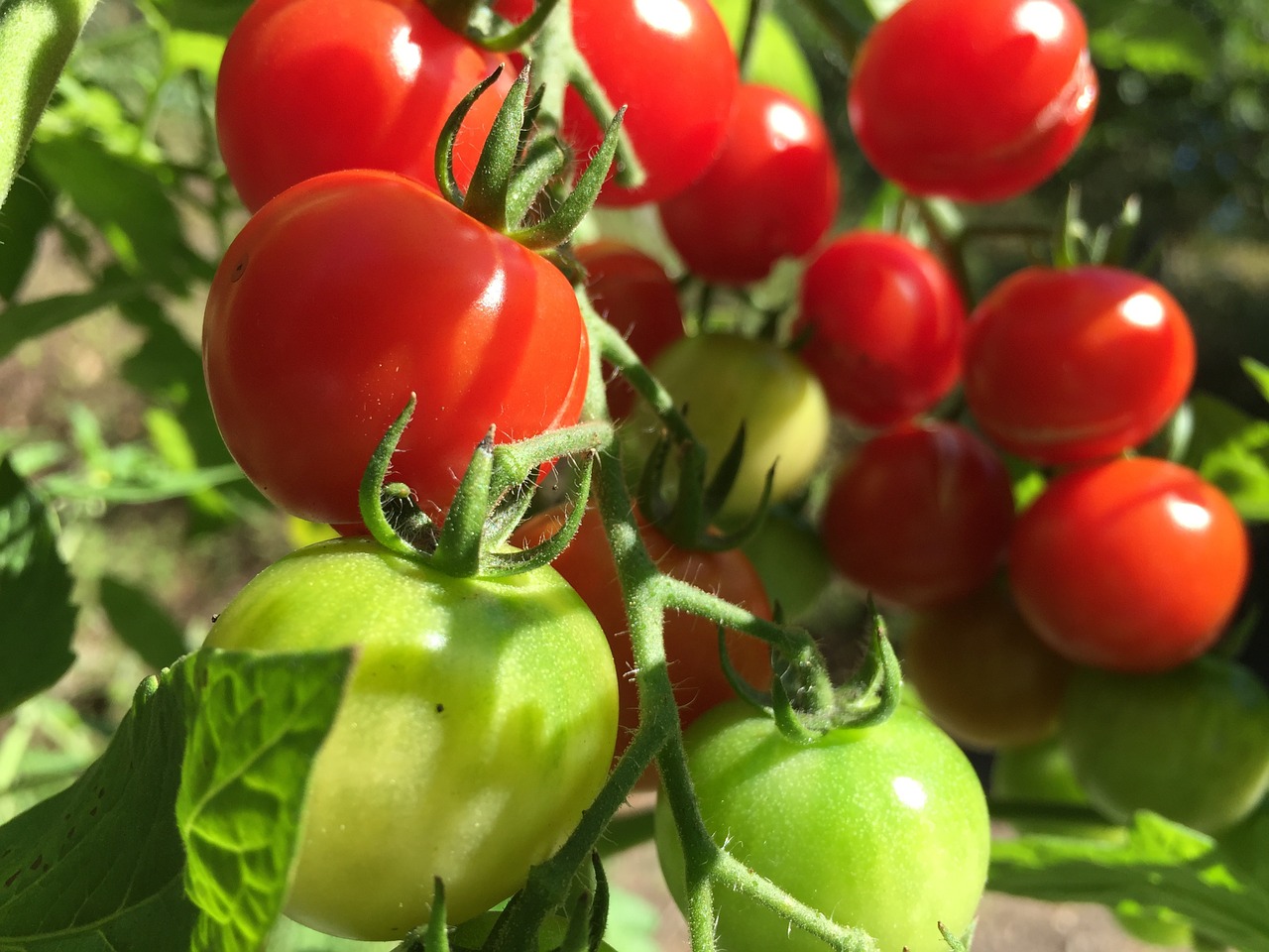 Pomidorai, Raudona, Žalias, Krūmas, Vegetariškas, Daržovės, Frisch, Prinokę, Maistas, Vitaminai