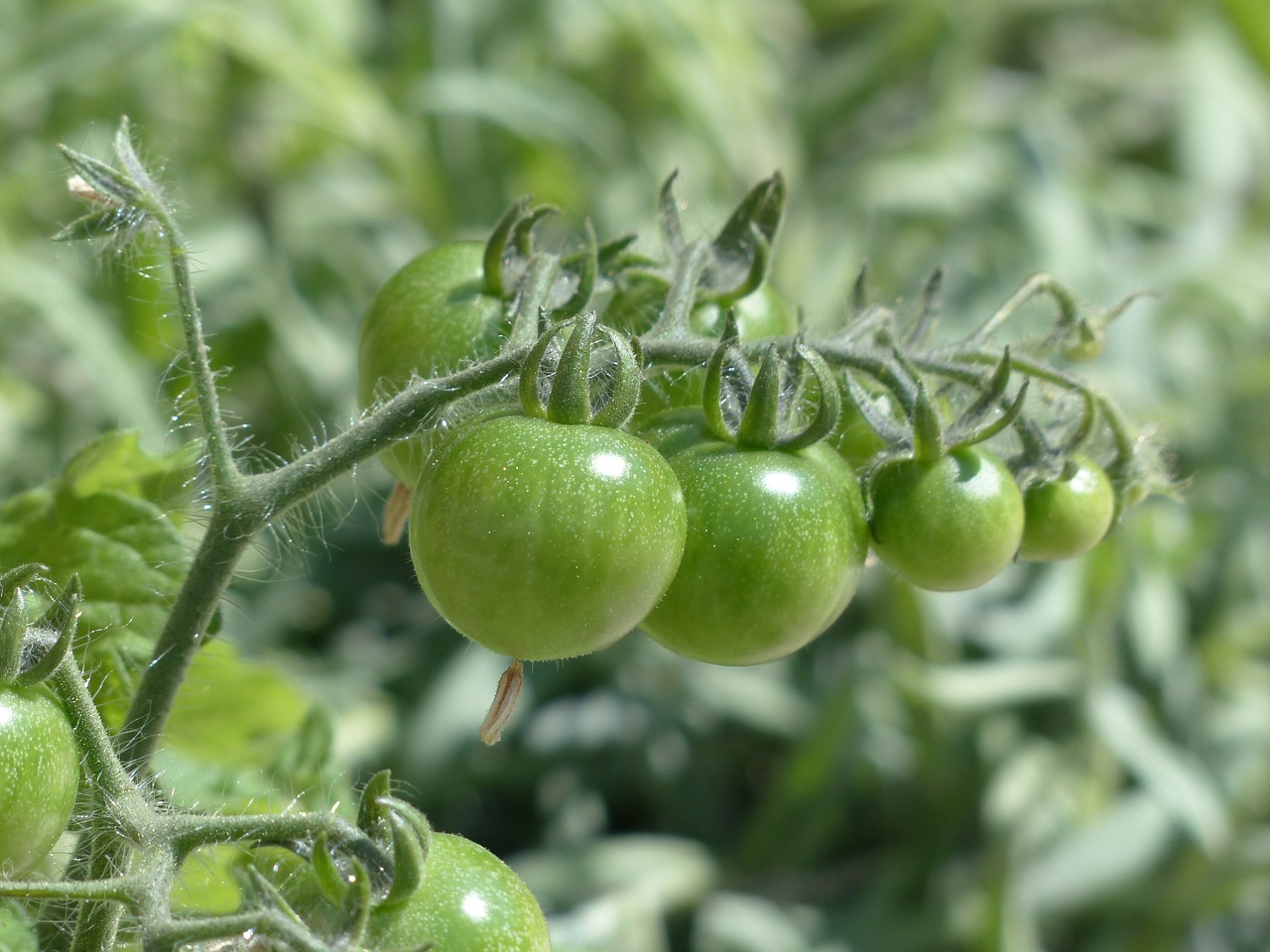 Pomidorai, Žalias, Nesubrendusio, Vaisiai, Užpildas, Tomatenrispe, Nemokamos Nuotraukos,  Nemokama Licenzija