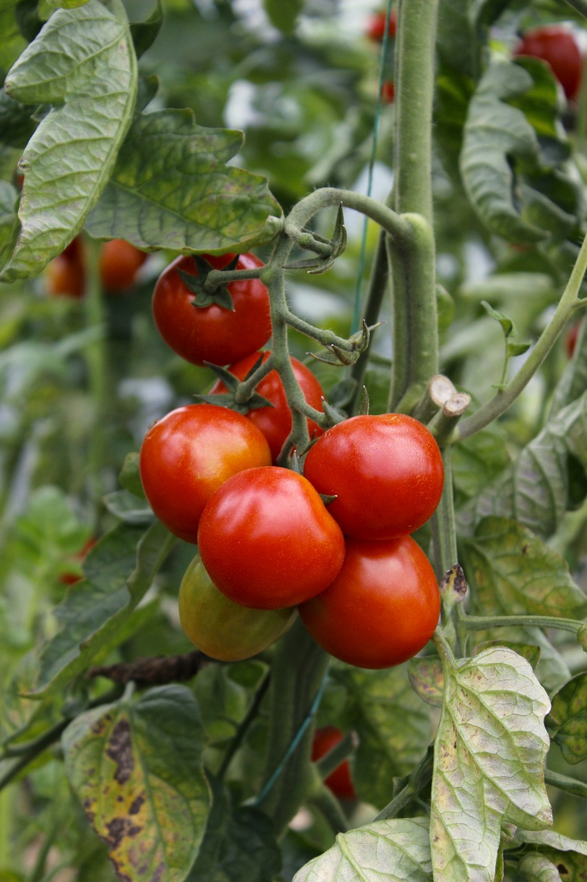 Pomidorai, Pomidoras, Raudona, Šviežias, Ekologiškas, Maistas, Lapai, Stiebas, Vaisiai, Kečupas