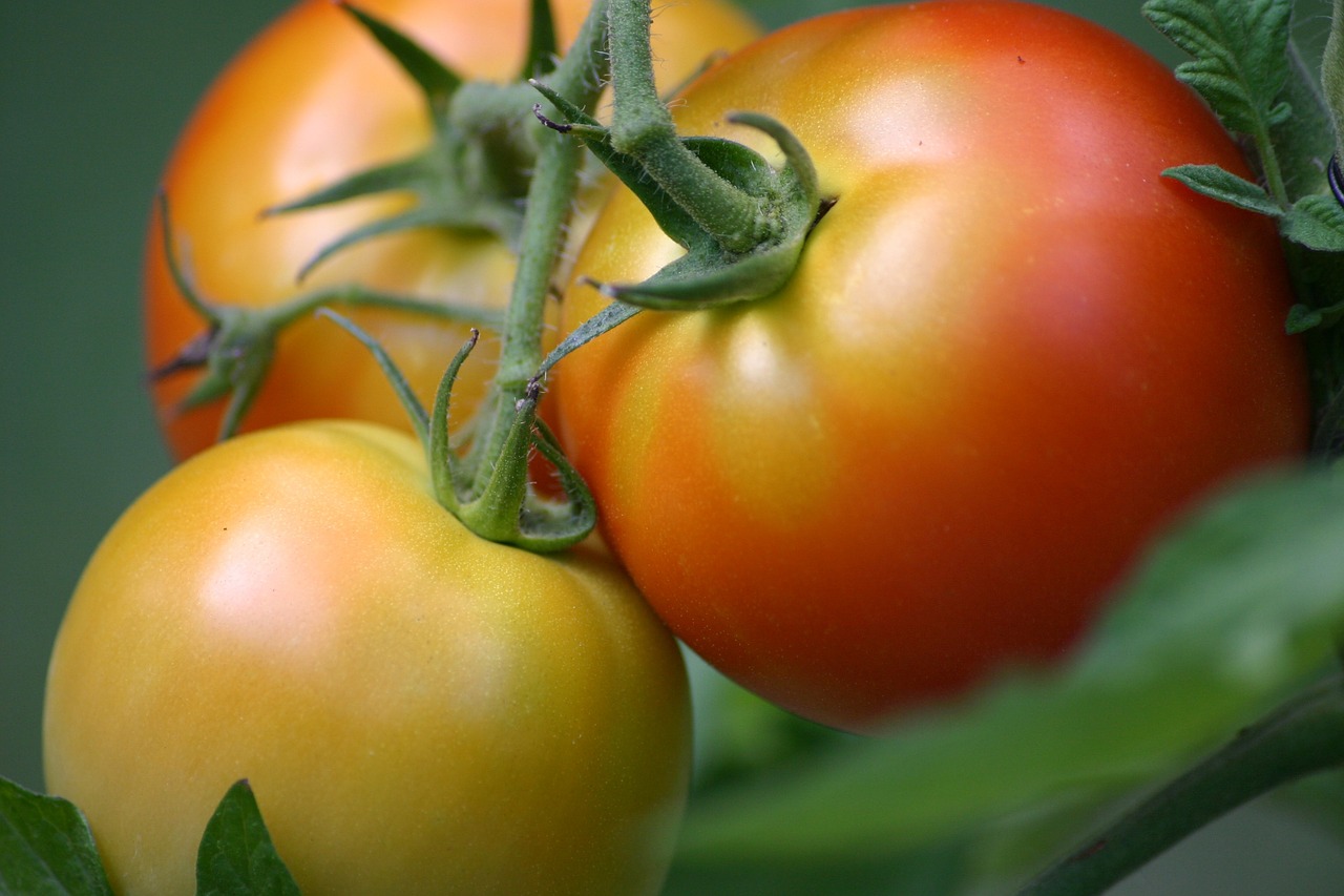 Pomidorai, Pomidoras, Vasara, Daržovių, Vegetariškas, Žemdirbystė, Auginami, Mityba, Neprinokęs, Trys
