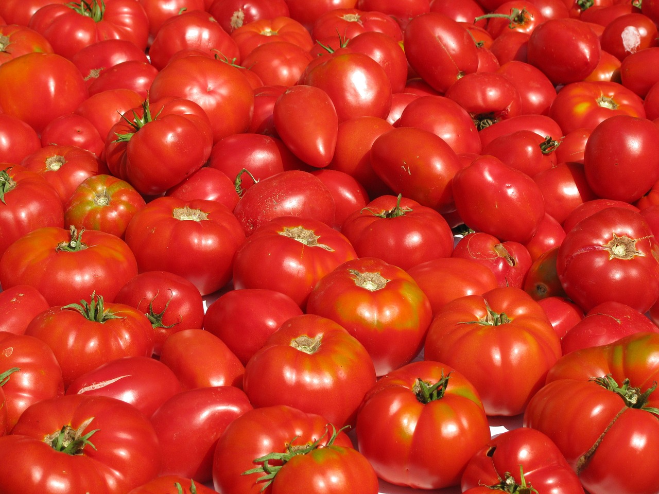 Pomidorai, Daržovės, Maistas, Raudona, Pasėlių, Sveikas, Augalas, Vasara, Nemokamos Nuotraukos,  Nemokama Licenzija